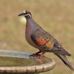 Phaps chalcoptera (Common Bronzewing) at Black Range, NSW - 29 Nov 2019 by AndrewMcCutcheon