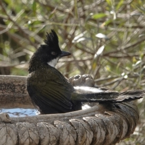 Psophodes olivaceus at Black Range, NSW - 16 Aug 2019 02:47 PM