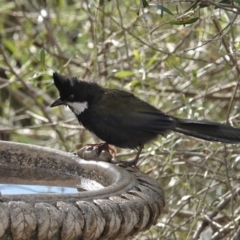 Psophodes olivaceus at Black Range, NSW - 16 Aug 2019 02:47 PM