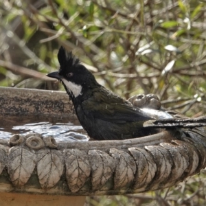 Psophodes olivaceus at Black Range, NSW - 16 Aug 2019