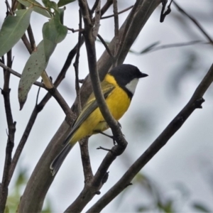 Pachycephala pectoralis at Black Range, NSW - 6 Apr 2019