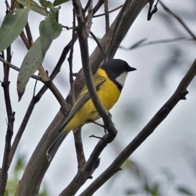 Pachycephala pectoralis (Golden Whistler) at Black Range, NSW - 6 Apr 2019 by AndrewMcCutcheon