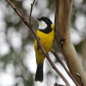 Pachycephala pectoralis at Black Range, NSW - 6 Apr 2019 11:01 AM