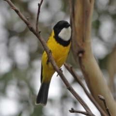 Pachycephala pectoralis at Black Range, NSW - 6 Apr 2019 11:01 AM