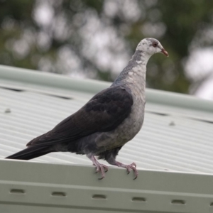 Columba leucomela at Black Range, NSW - 8 Jun 2019