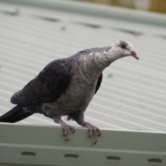 Columba leucomela at Black Range, NSW - 8 Jun 2019 03:32 PM