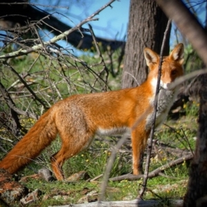 Vulpes vulpes at Deakin, ACT - 8 May 2020