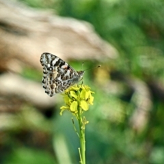 Vanessa kershawi (Australian Painted Lady) at Red Hill Nature Reserve - 8 May 2020 by Ct1000