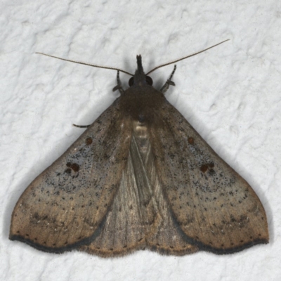 Rhapsa suscitatalis (Wedged Rhapsa) at Ainslie, ACT - 24 Nov 2019 by jbromilow50