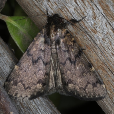 Mormoscopa phricozona (A Herminiid Moth) at Ainslie, ACT - 24 Nov 2019 by jbromilow50