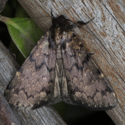 Mormoscopa phricozona (A Herminiid Moth) at Ainslie, ACT - 24 Nov 2019 by jb2602