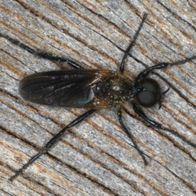 Bibio imitator (Garden maggot) at Ainslie, ACT - 24 Nov 2019 by jb2602