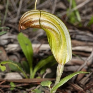 Diplodium truncatum at Crace, ACT - 8 May 2020