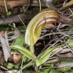 Diplodium truncatum at Crace, ACT - 8 May 2020