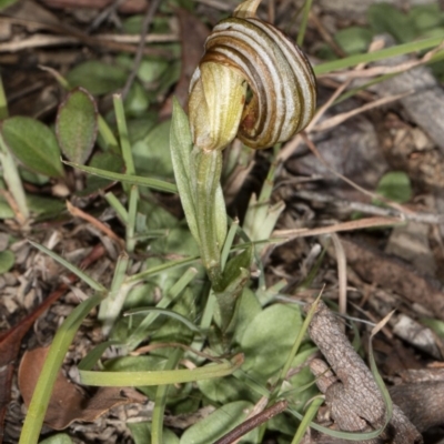 Diplodium truncatum (Little Dumpies, Brittle Greenhood) at Gungaderra Grasslands - 8 May 2020 by DerekC