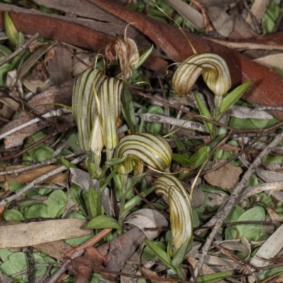 Diplodium truncatum (Little Dumpies, Brittle Greenhood) at Crace, ACT - 8 May 2020 by DerekC