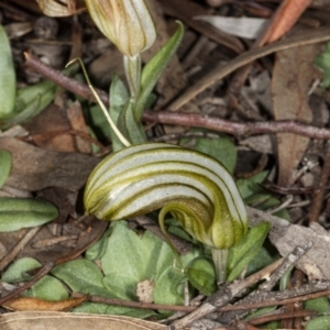 Diplodium truncatum at Crace, ACT - suppressed