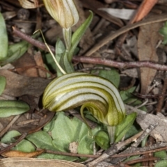 Diplodium truncatum at Crace, ACT - 8 May 2020