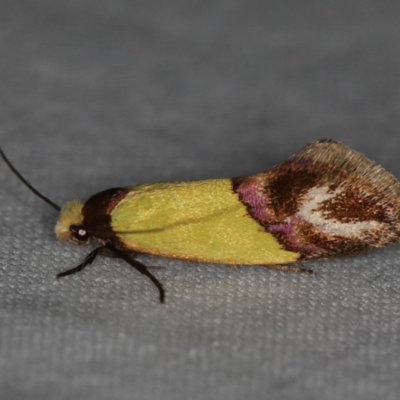 Edosa xystidophora (Tineid moth) at Ainslie, ACT - 24 Nov 2019 by jbromilow50