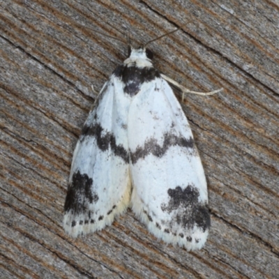 Thallarcha sparsana (Fair Footman) at Ainslie, ACT - 24 Nov 2019 by jbromilow50