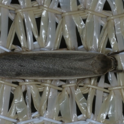 Scoliacma nana (Diminutive Footman) at Ainslie, ACT - 24 Nov 2019 by jbromilow50