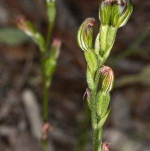 Speculantha rubescens at Crace, ACT - 8 May 2020