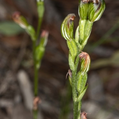 Speculantha rubescens (Blushing Tiny Greenhood) at Crace, ACT - 8 May 2020 by DerekC
