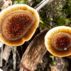 Sanguinoderma rude (Red-staining Stalked Polypore) at Kaleen, ACT - 8 May 2020 by DerekC