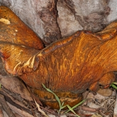 Gymnopilus junonius (Spectacular Rustgill) at Kaleen, ACT - 8 May 2020 by DerekC