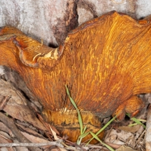 Gymnopilus junonius at Kaleen, ACT - 8 May 2020