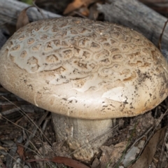 Amanita ochrophylla group at Kaleen, ACT - 8 May 2020 by DerekC