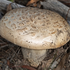 Amanita ochrophylla group at Kaleen, ACT - 8 May 2020