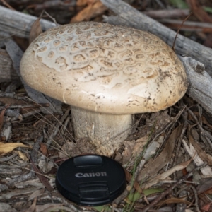 Amanita ochrophylla group at Kaleen, ACT - 8 May 2020 04:47 PM