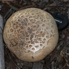 Amanita ochrophylla group at Kaleen, ACT - 8 May 2020