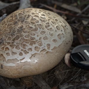 Amanita ochrophylla group at Kaleen, ACT - 8 May 2020 04:47 PM