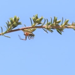 Oxyopes (genus) (Lynx spider) at Parkes, ACT - 20 Nov 2019 by Tammy