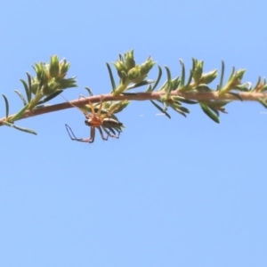 Oxyopes sp. (genus) at Parkes, ACT - 20 Nov 2019