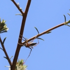 Oxyopes sp. (genus) at Parkes, ACT - 20 Nov 2019