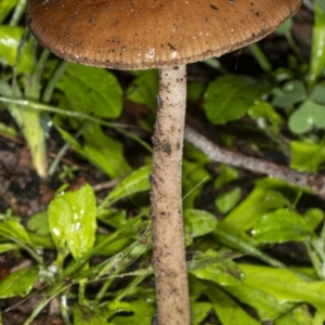 Oudemansiella gigaspora group at Acton, ACT - 1 May 2020