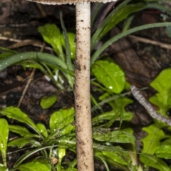 Oudemansiella gigaspora group at Acton, ACT - 1 May 2020