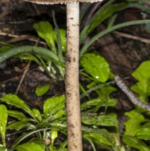 Oudemansiella gigaspora group at Acton, ACT - 1 May 2020