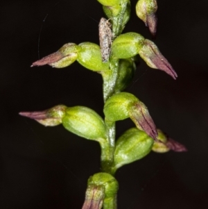 Corunastylis clivicola at Acton, ACT - 1 May 2020