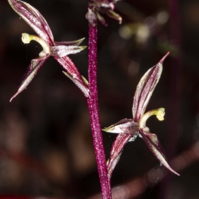 Acianthus exsertus (Large Mosquito Orchid) at Acton, ACT - 1 May 2020 by DerekC