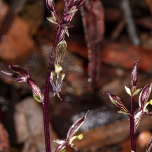 Acianthus exsertus at Acton, ACT - 1 May 2020