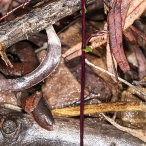 Acianthus exsertus at Acton, ACT - 1 May 2020