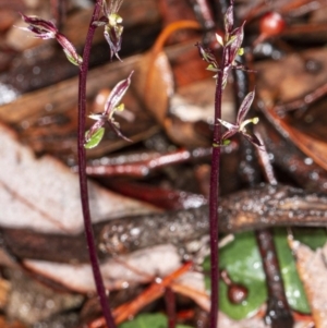 Acianthus exsertus at Acton, ACT - 1 May 2020