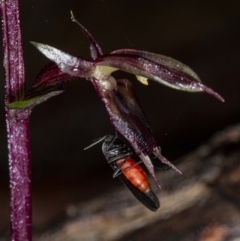 Acianthus exsertus at Acton, ACT - 1 May 2020