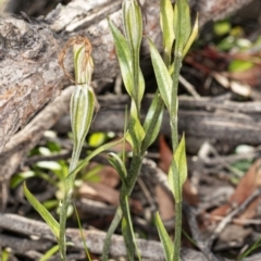 Diplodium sp. (A Greenhood) at The Pinnacle - 6 May 2020 by DerekC