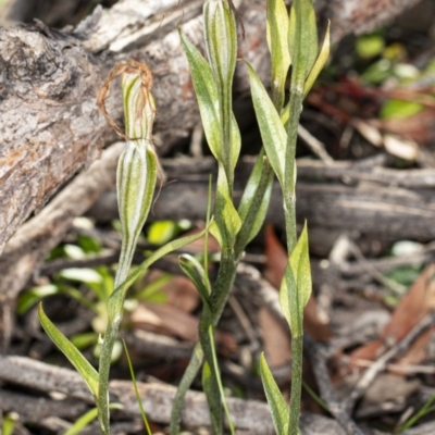 Diplodium sp. (A Greenhood) at The Pinnacle - 6 May 2020 by DerekC