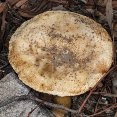 Amanita sp. (Amanita sp.) at Black Mountain - 9 Apr 2020 by DerekC